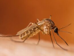 Vigilanza e prevenzione contro il virus West Nile