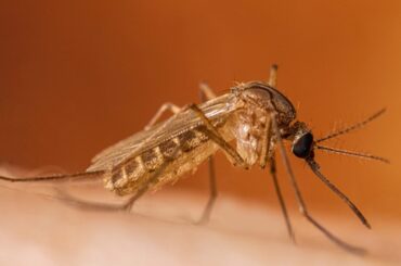 Vigilanza e prevenzione contro il virus West Nile