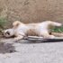 Gatto trovato morto: presunto atto di crudeltà. LAV chiede indagini immediate