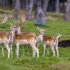 Il Comune di Ragusa che tanto poco ha fatto per la tutela degli animali, viene folgorato dall’emergenza daini e si fa promotore di un incontro fra l’ente regionale competente e le associazioni animaliste … tanto non costa nulla