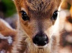 “Noi stiamo con bambi”, la voce del Comitato ‘Non Sono Indifferente’