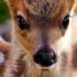 “Noi stiamo con bambi”, la voce del Comitato ‘Non Sono Indifferente’