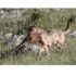 I daini di Ragusa e la gestione (ancora) ideologica della fauna selvatica in Sicilia: il lupo che manca