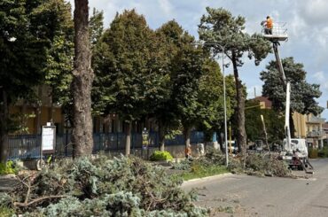 Interventi agli alberi di viale Europa a Ragusa
