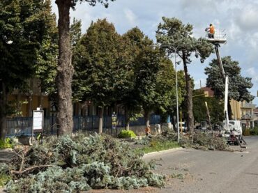 Interventi agli alberi di viale Europa a Ragusa
