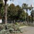 Interventi agli alberi di viale Europa a Ragusa